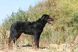 BEAUCERON 302